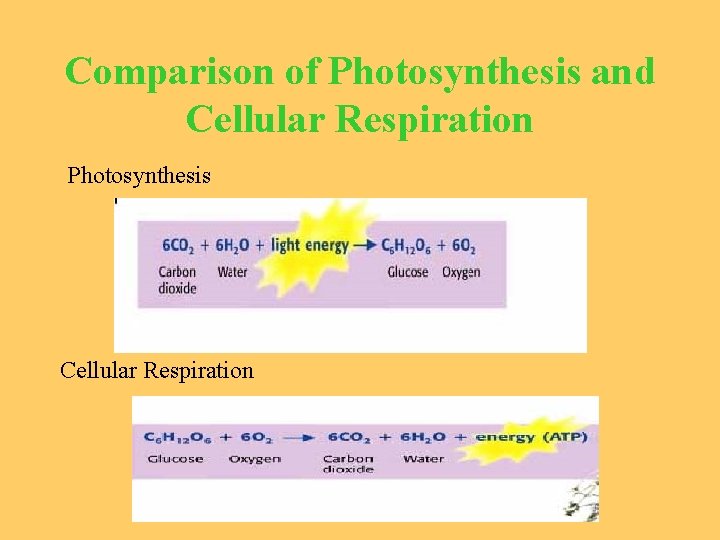 Comparison of Photosynthesis and Cellular Respiration Photosynthesis Cellular Respiration 