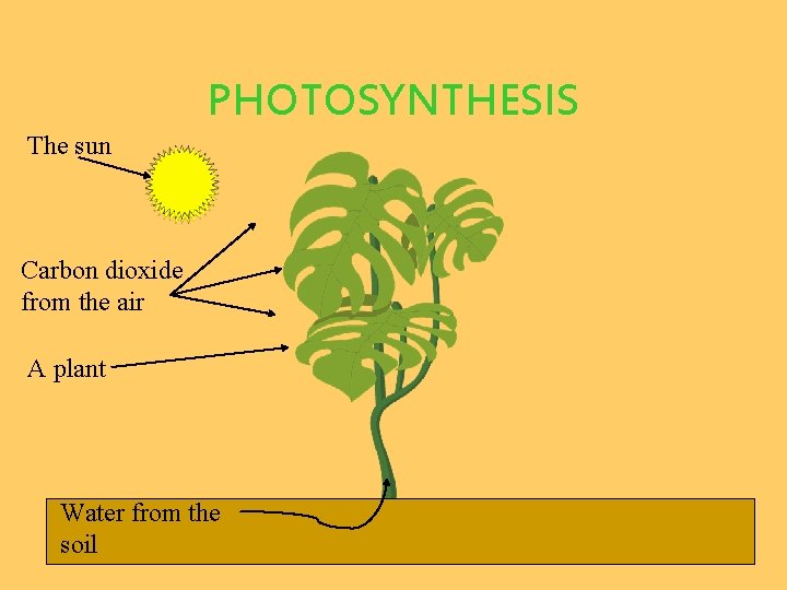 PHOTOSYNTHESIS The sun Carbon dioxide from the air A plant Water from the soil