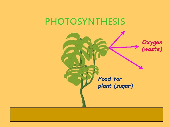 PHOTOSYNTHESIS Oxygen (waste) Food for plant (sugar) 