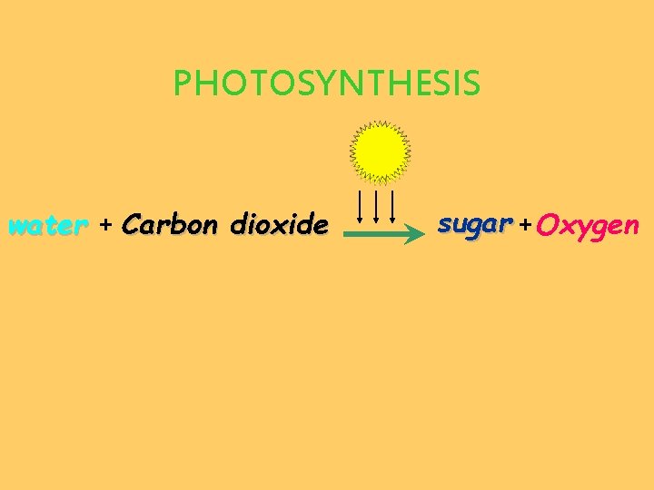 PHOTOSYNTHESIS water + Carbon dioxide sugar +Oxygen 