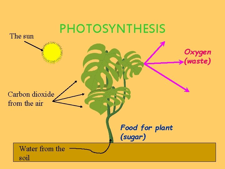 The sun PHOTOSYNTHESIS Oxygen (waste) Carbon dioxide from the air Food for plant (sugar)