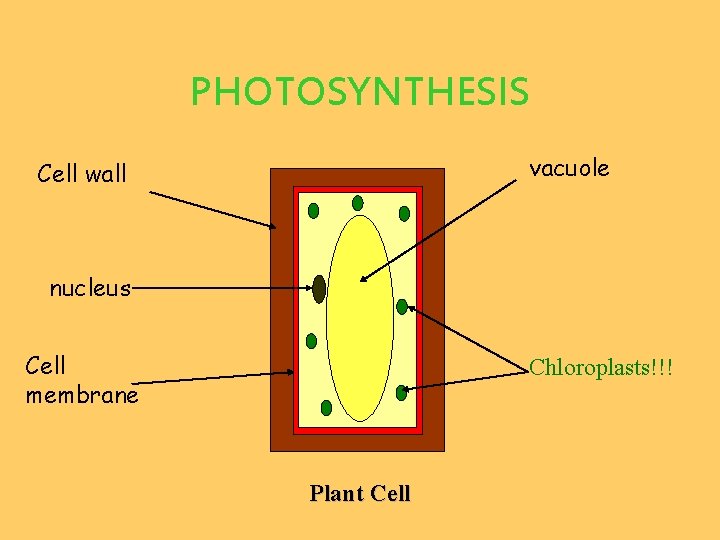 PHOTOSYNTHESIS vacuole Cell wall nucleus Cell membrane Chloroplasts!!! Plant Cell 