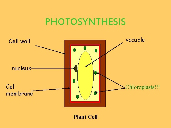 PHOTOSYNTHESIS vacuole Cell wall nucleus Cell membrane Chloroplasts!!! Plant Cell 