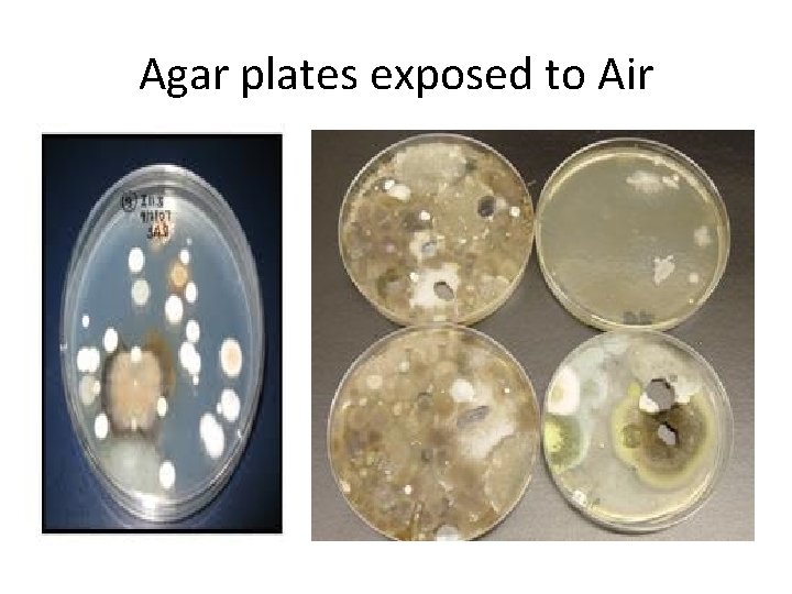 Agar plates exposed to Air 