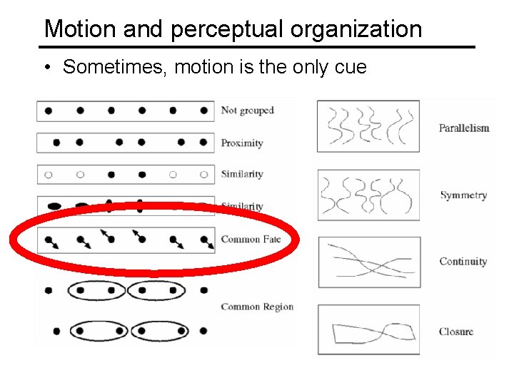 Motion and perceptual organization • Sometimes, motion is the only cue 