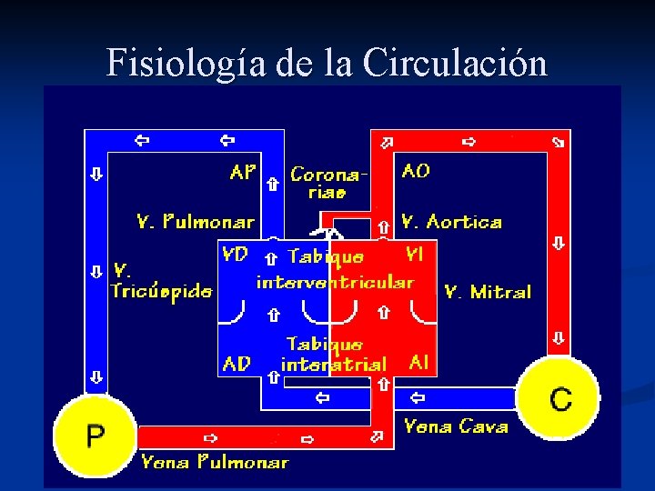 Fisiología de la Circulación 