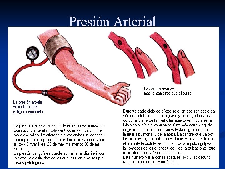 Presión Arterial 