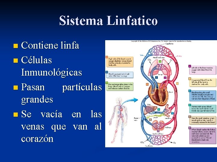 Sistema Linfatico Contiene linfa n Células Inmunológicas n Pasan partículas grandes n Se vacía