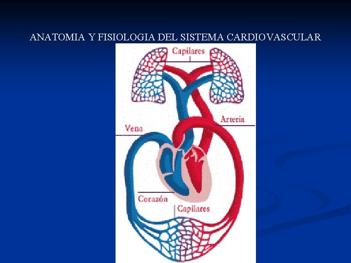 ANATOMIA Y FISIOLOGIA DEL SISTEMA CARDIOVASCULAR 