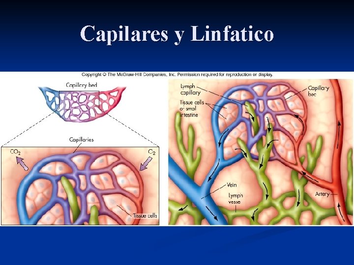 Capilares y Linfatico 