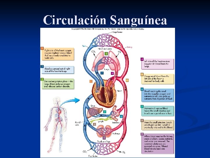 Circulación Sanguínea 