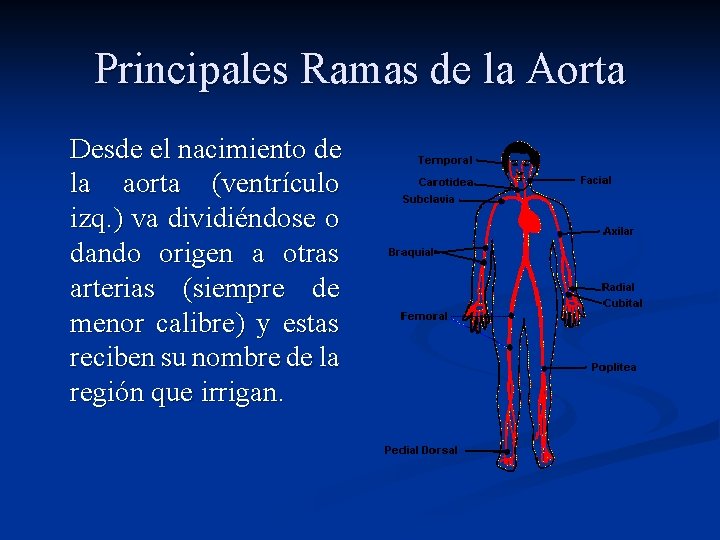 Principales Ramas de la Aorta Desde el nacimiento de la aorta (ventrículo izq. )