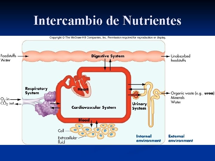 Intercambio de Nutrientes 