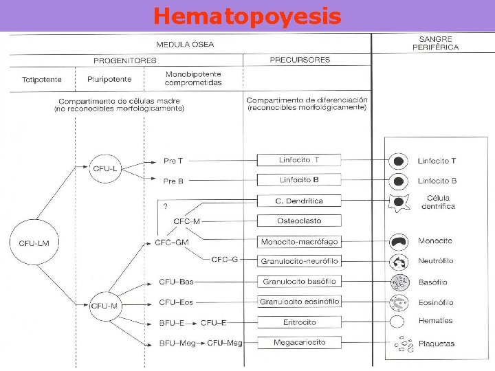 Hematopoyesis 