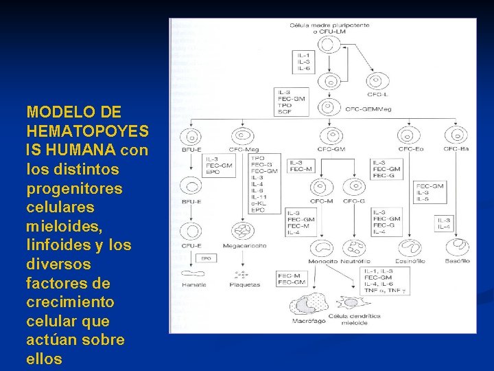 MODELO DE HEMATOPOYES IS HUMANA con los distintos progenitores celulares mieloides, linfoides y los