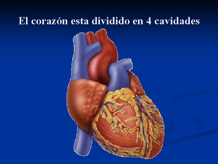 El corazón esta dividido en 4 cavidades 