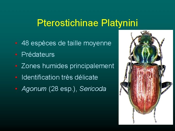 Pterostichinae Platynini • 48 espèces de taille moyenne • Prédateurs • Zones humides principalement