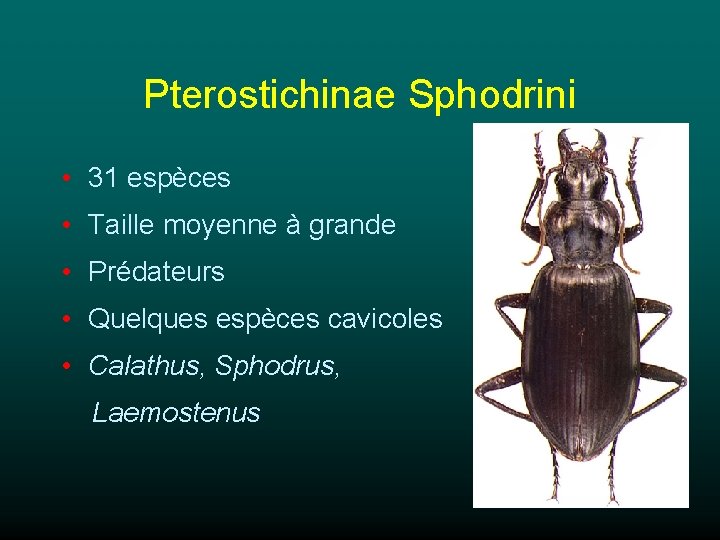 Pterostichinae Sphodrini • 31 espèces • Taille moyenne à grande • Prédateurs • Quelques