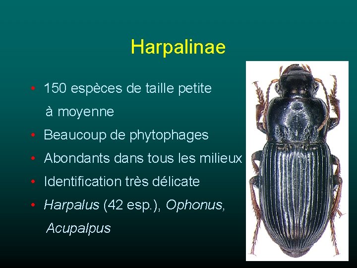 Harpalinae • 150 espèces de taille petite à moyenne • Beaucoup de phytophages •