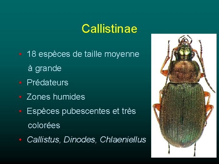 Callistinae • 18 espèces de taille moyenne à grande • Prédateurs • Zones humides