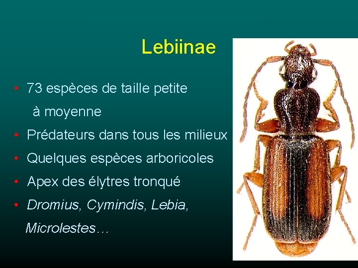 Lebiinae • 73 espèces de taille petite à moyenne • Prédateurs dans tous les