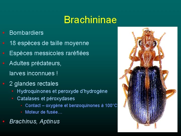 Brachininae • Bombardiers • 18 espèces de taille moyenne • Espèces messicoles raréfiées •