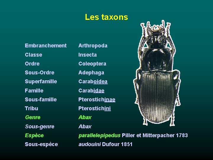 Les taxons Embranchement Arthropoda Classe Insecta Ordre Coleoptera Sous-Ordre Adephaga Superfamille Caraboidea Famille Carabidae