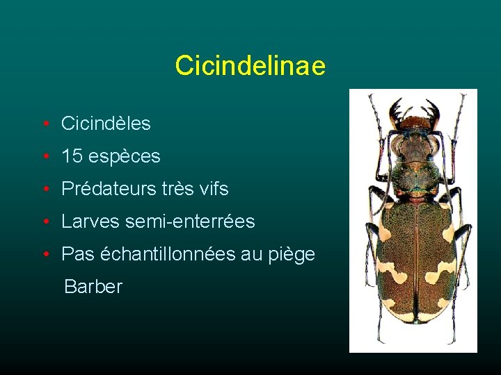 Cicindelinae • Cicindèles • 15 espèces • Prédateurs très vifs • Larves semi-enterrées •