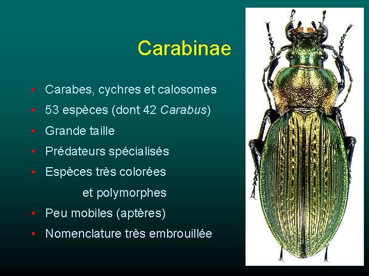 Carabinae • Carabes, cychres et calosomes • 53 espèces (dont 42 Carabus) • Grande