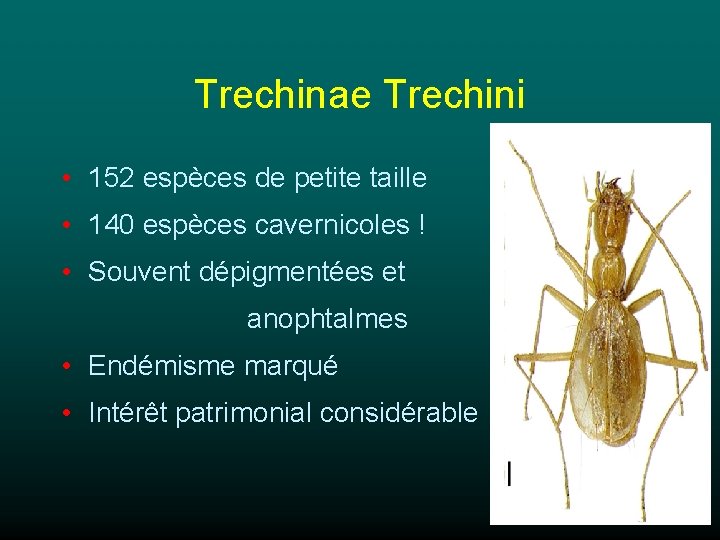 Trechinae Trechini • 152 espèces de petite taille • 140 espèces cavernicoles ! •