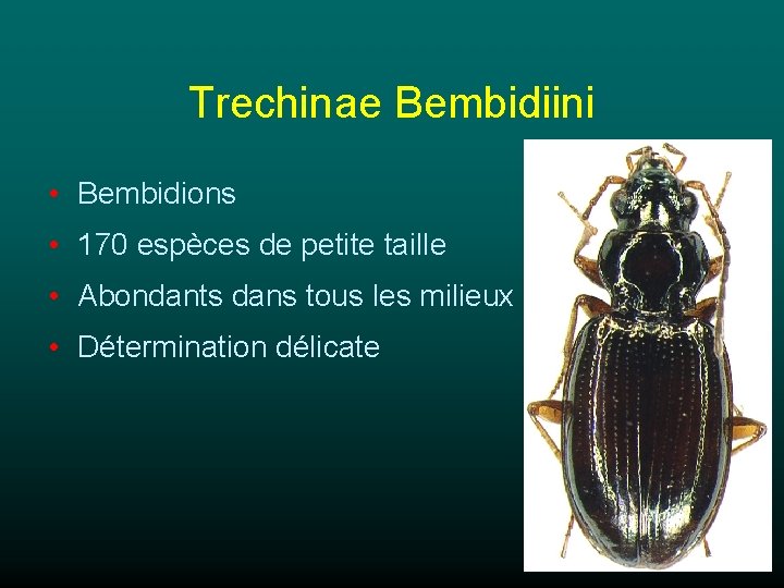 Trechinae Bembidiini • Bembidions • 170 espèces de petite taille • Abondants dans tous