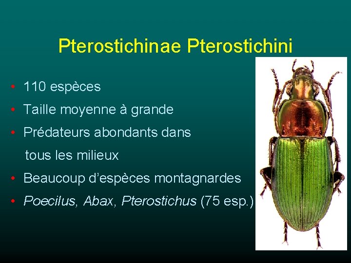 Pterostichinae Pterostichini • 110 espèces • Taille moyenne à grande • Prédateurs abondants dans