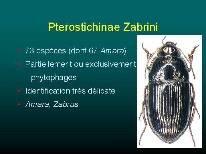 Pterostichinae Zabrini • 73 espèces (dont 67 Amara) • Partiellement ou exclusivement phytophages •