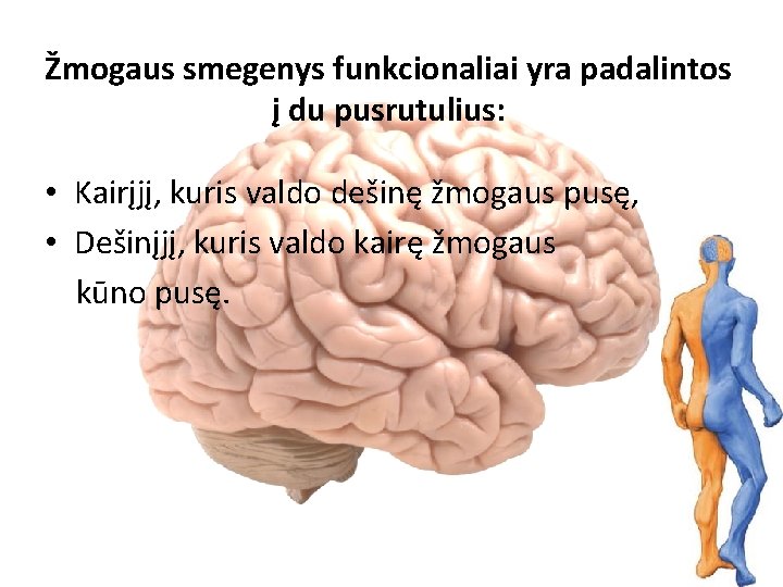 Žmogaus smegenys funkcionaliai yra padalintos į du pusrutulius: • Kairįjį, kuris valdo dešinę žmogaus