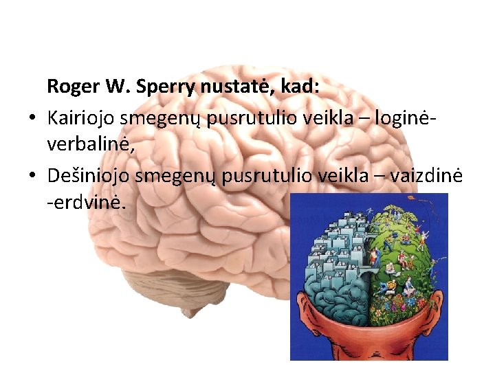 Roger W. Sperry nustatė, kad: • Kairiojo smegenų pusrutulio veikla – loginėverbalinė, • Dešiniojo