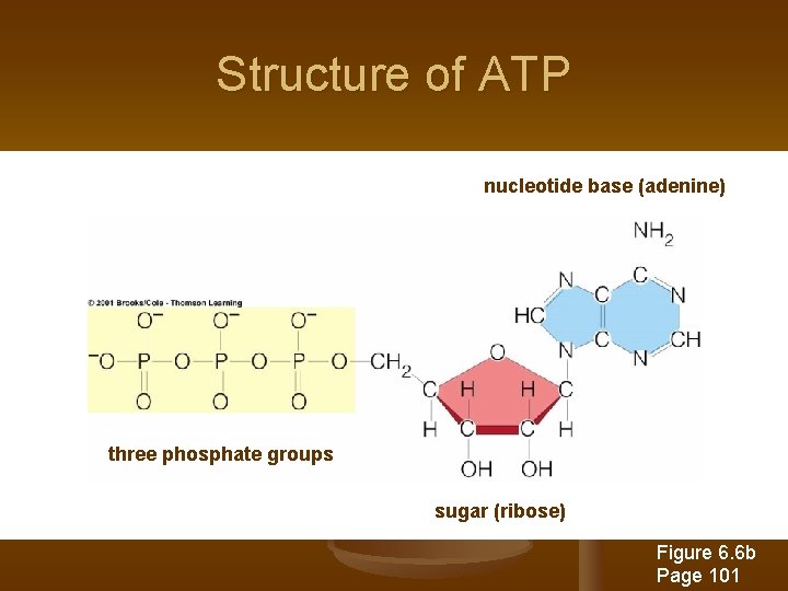 Structure of ATP nucleotide base (adenine) three phosphate groups sugar (ribose) Figure 6. 6