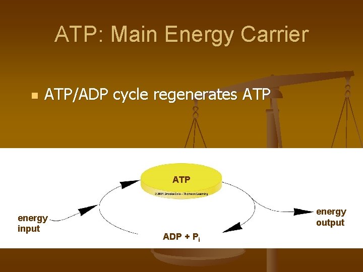 ATP: Main Energy Carrier n ATP/ADP cycle regenerates ATP energy input energy output ADP
