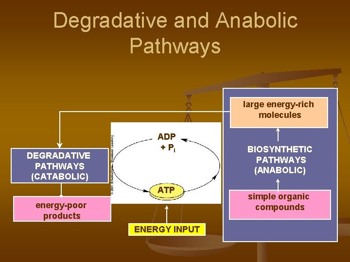 Degradative and Anabolic Pathways large energy-rich molecules DEGRADATIVE PATHWAYS (CATABOLIC) ADP + Pi ATP