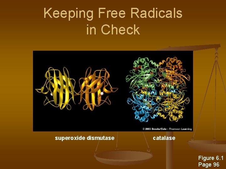 Keeping Free Radicals in Check superoxide dismutase catalase Figure 6. 1 Page 96 