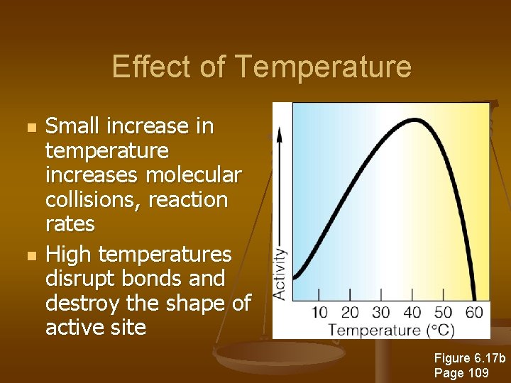 Effect of Temperature n n Small increase in temperature increases molecular collisions, reaction rates