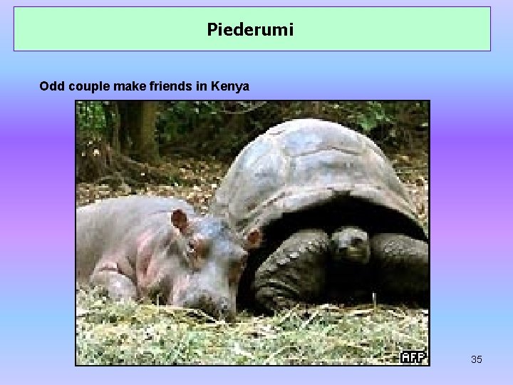 Piederumi Odd couple make friends in Kenya 35 