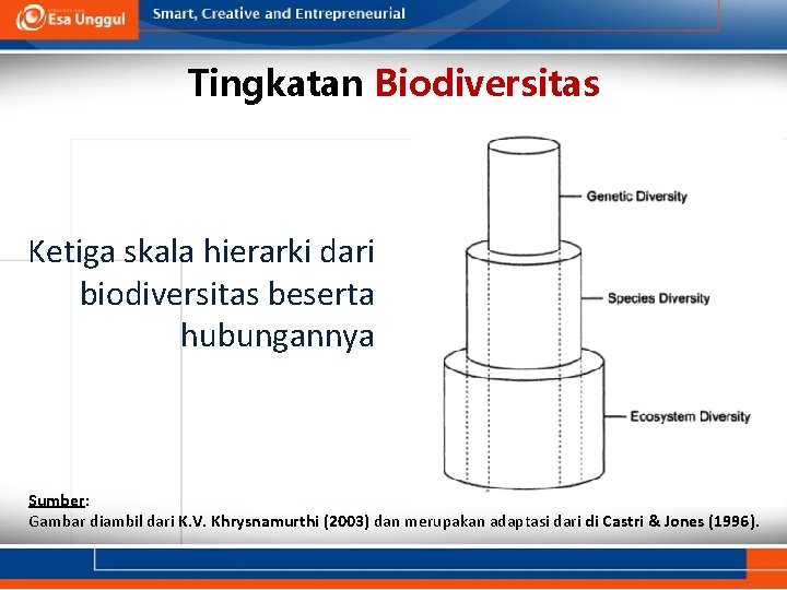 Tingkatan Biodiversitas Ketiga skala hierarki dari biodiversitas beserta hubungannya Sumber: Gambar diambil dari K.