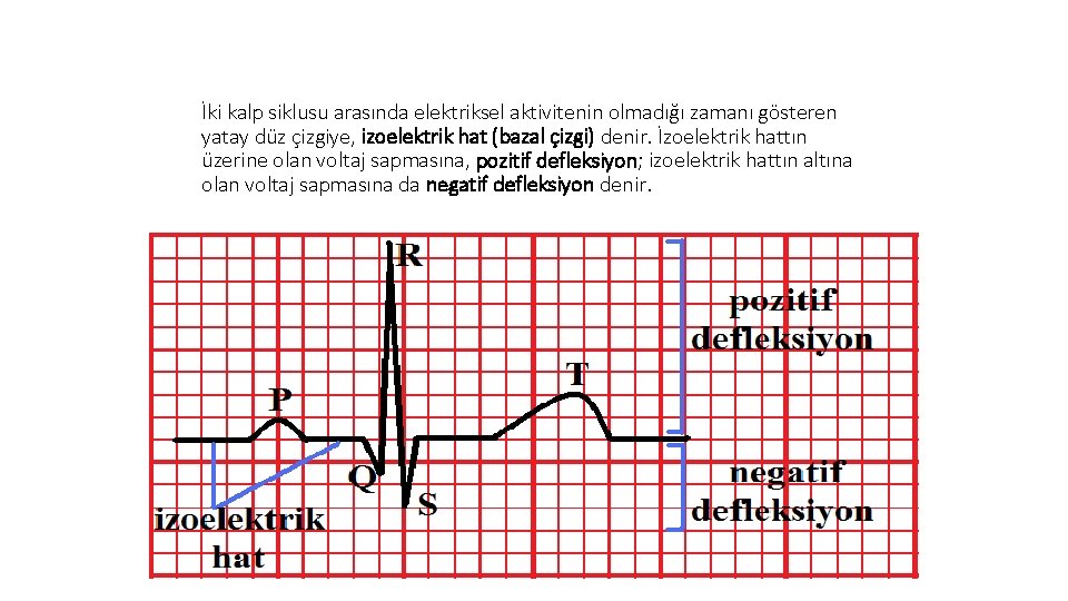 İki kalp siklusu arasında elektriksel aktivitenin olmadığı zamanı gösteren yatay düz çizgiye, izoelektrik hat