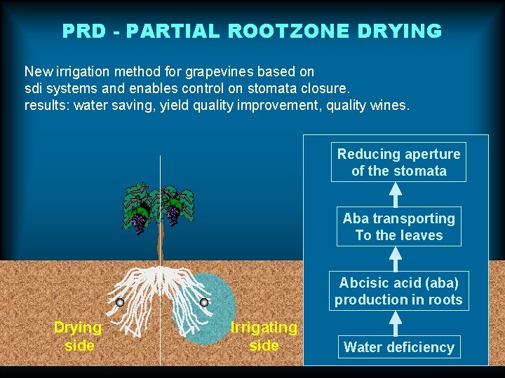 PRD - PARTIAL ROOTZONE DRYING New irrigation method for grapevines based on sdi systems PRD - PARTIAL ROOTZONE DRYING New irrigation method for grapevines based on sdi systems