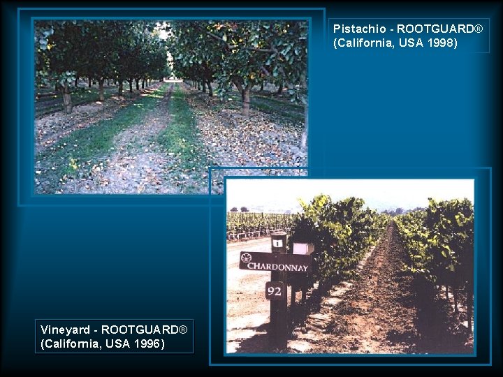 Pistachio - ROOTGUARD® (California, USA 1998) Vineyard - ROOTGUARD® (California, USA 1996) Pistachio - ROOTGUARD® (California, USA 1998) Vineyard - ROOTGUARD® (California, USA 1996)