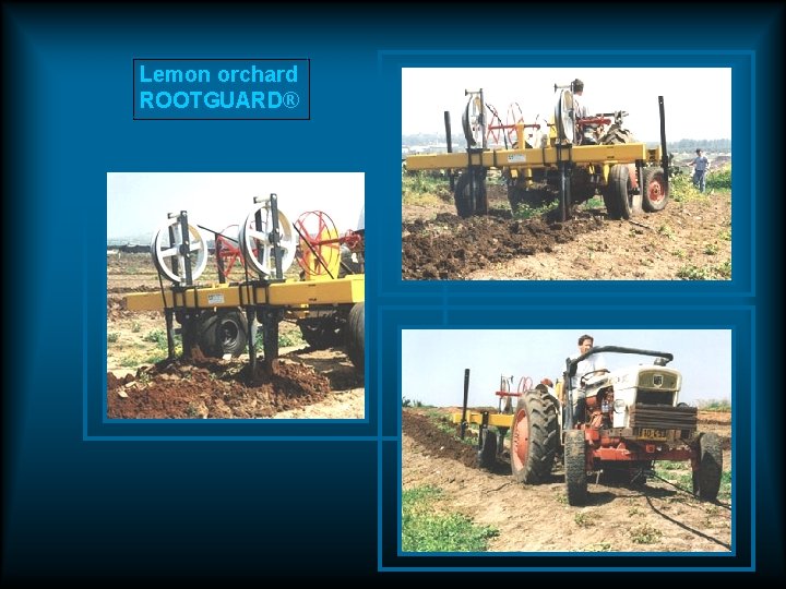 Lemon orchard ROOTGUARD® Lemon orchard ROOTGUARD®