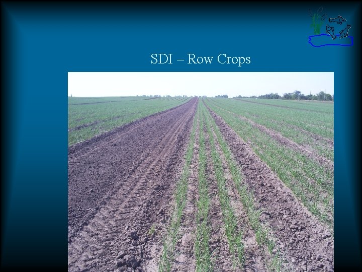 SDI – Row Crops SDI – Row Crops