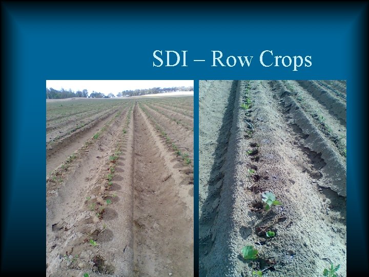SDI – Row Crops SDI – Row Crops