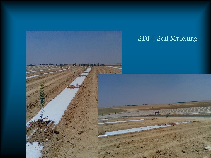 SDI + Soil Mulching SDI + Soil Mulching