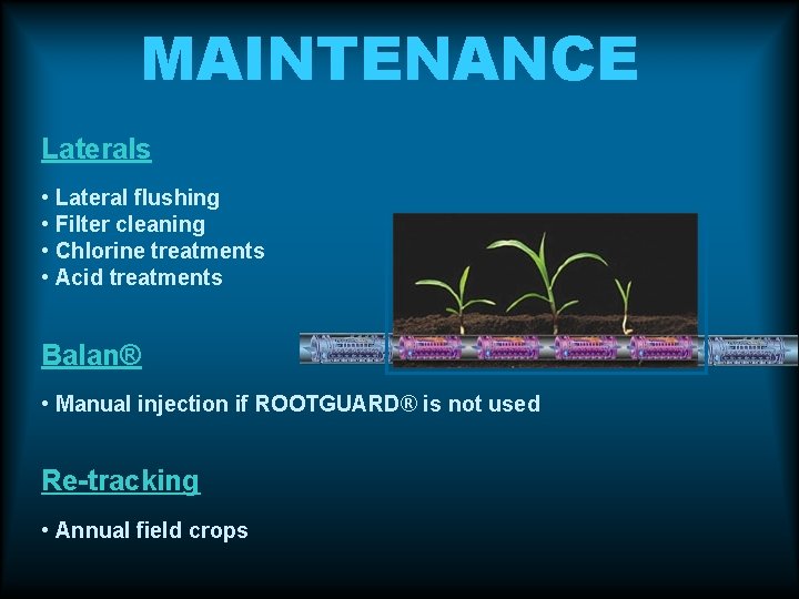MAINTENANCE Laterals • Lateral flushing • Filter cleaning • Chlorine treatments • Acid treatments MAINTENANCE Laterals • Lateral flushing • Filter cleaning • Chlorine treatments • Acid treatments